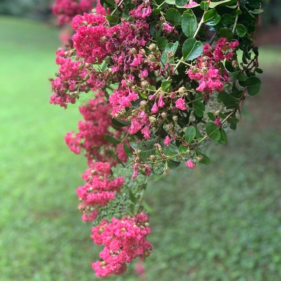 Meet your Posher, Alejandra - Picture 1 of 1